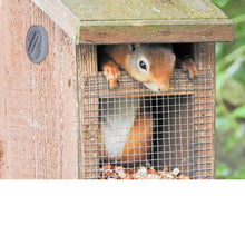 Load image into Gallery viewer, squirrel