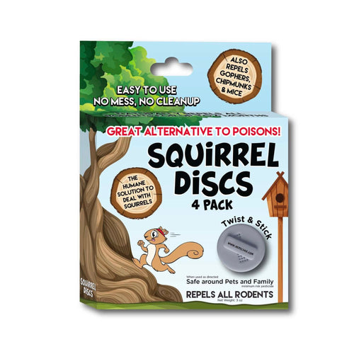 squirrel discs box